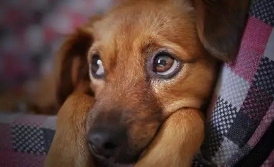 Homem viaja quase 200km para furtar cachorro em SC
