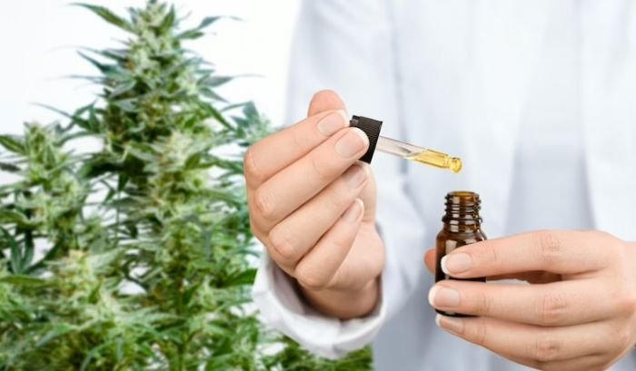 SC terá primeira importação de cannabis após autorização da Anvisa