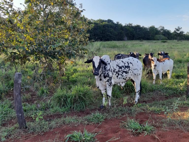 Produtores de carne e leite enfrentam crise em todo o país