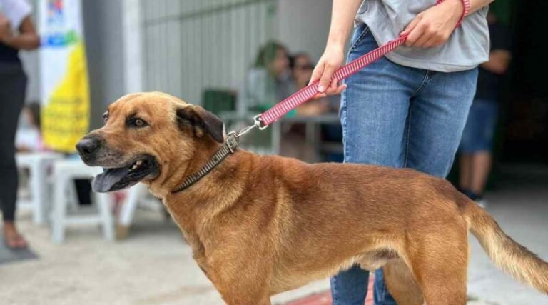 Sepagri divulga principais ações e medidas adotadas em prol do bem-estar animal no município