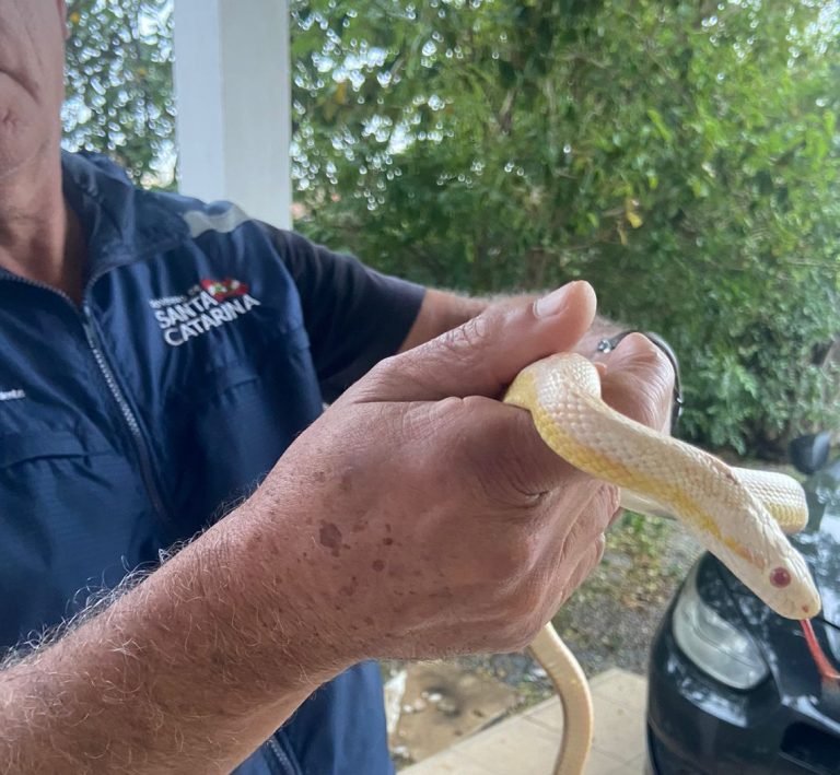 Polícia Civil de Santa Catarina combate venda ilegal de animais silvestres