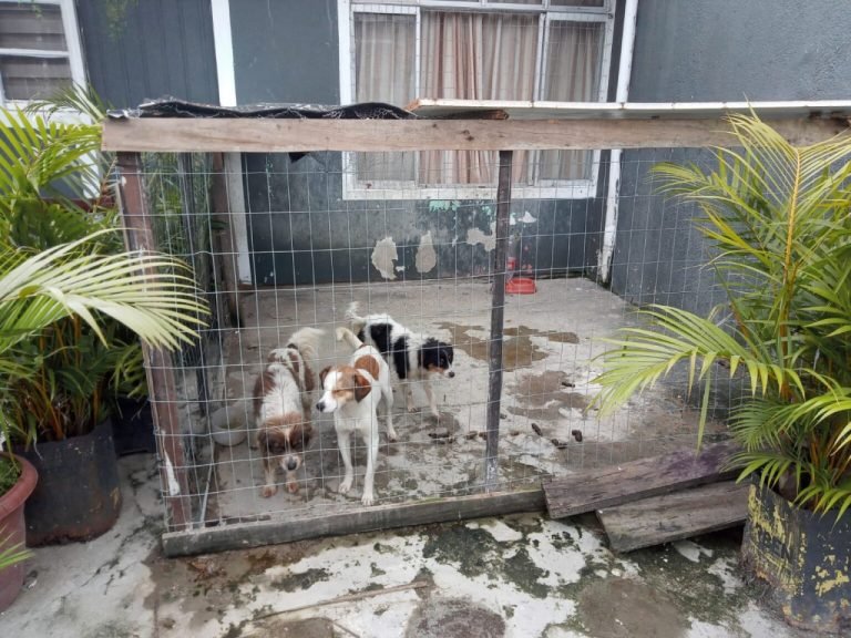 Polícia prende homem em flagrante por degradar cachorra em lixeira