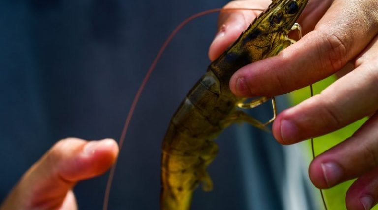 Camarão de Laguna conquista Indicação Geográfica neste sábado