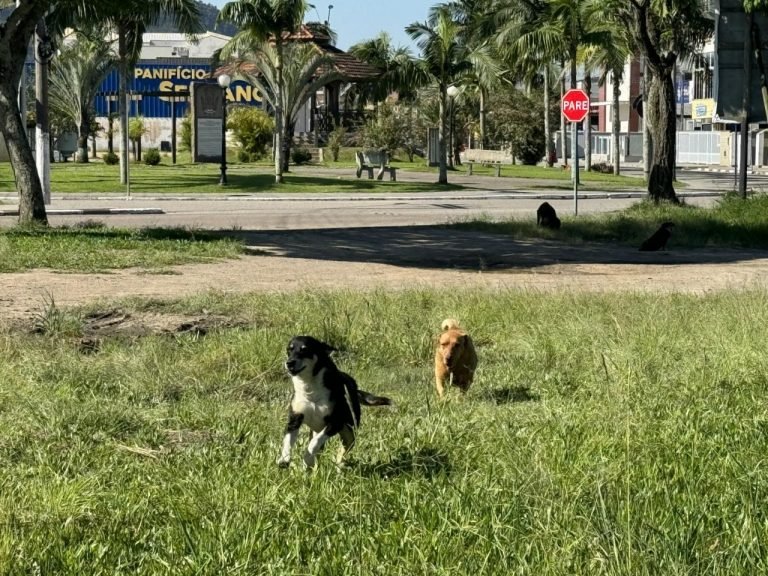 Câmara aprova PL que regulamenta o recolhimento de animais em Capivari de Baixo