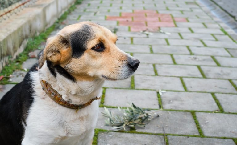 Prefeitura de Laguna seleciona entidade para castração de 1 mil cães e gatos