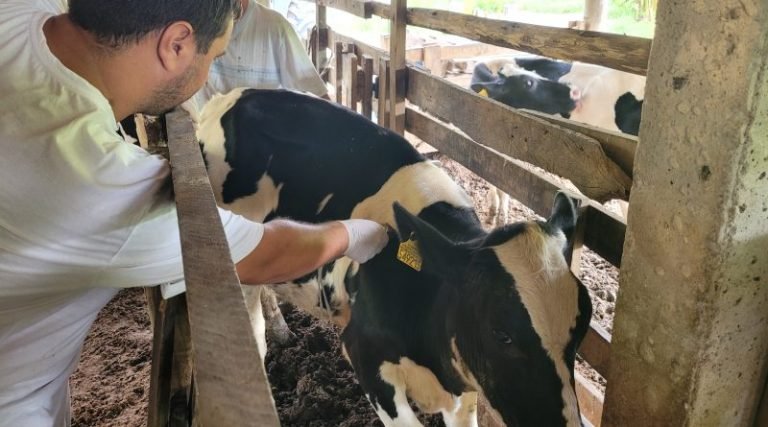 Exames de Tuberculose e Brucelose estão sendo realizados pela Secretaria de Agricultura