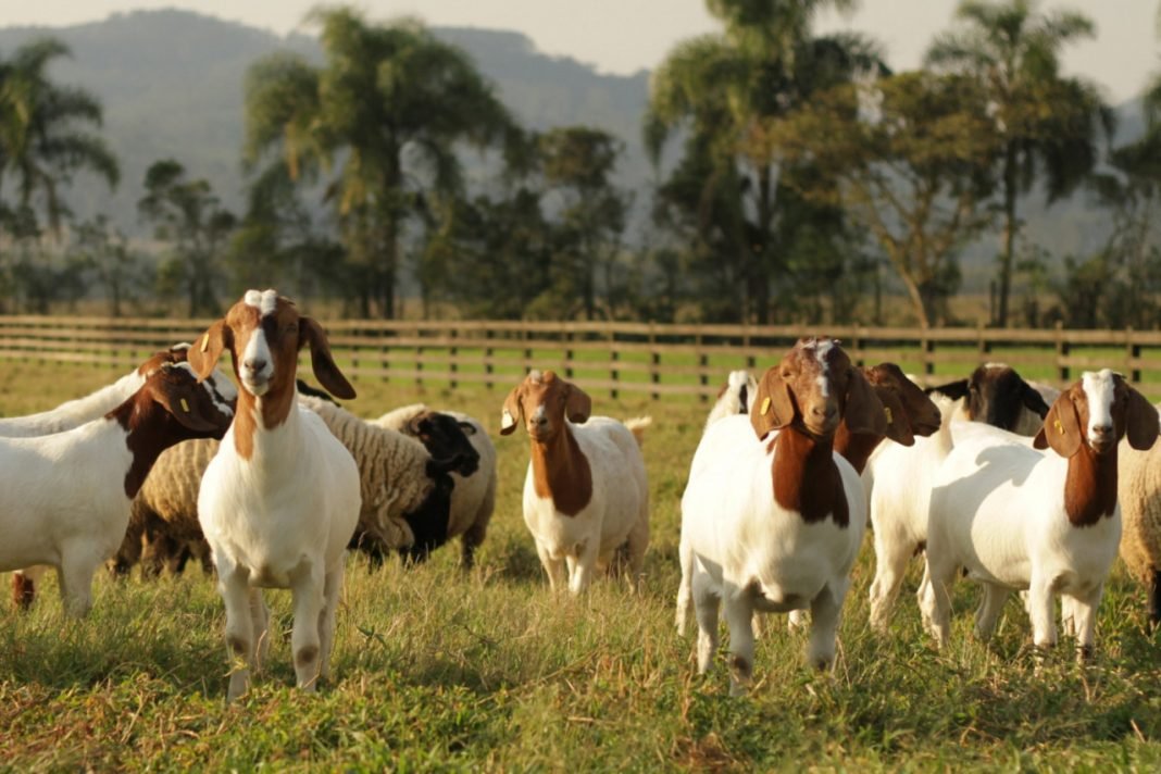 IFC Santa Rosa do Sul Foto mostra lote de caprinos, em campo do IFC de Santa Rosa do Sul.