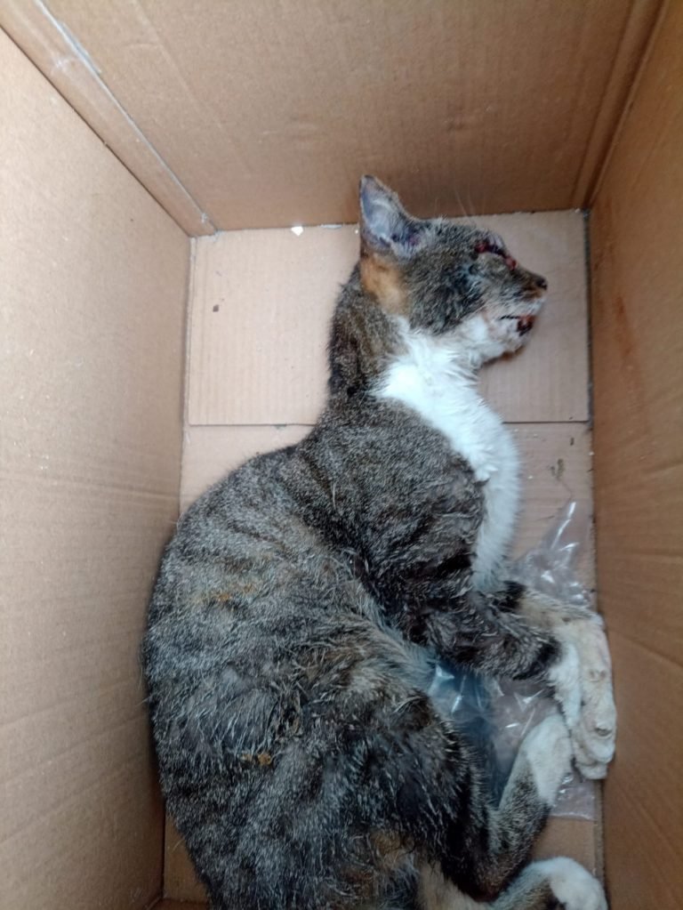 Delegacia de proteção a animais domésticos indicia homem por maus-tratos contra gato que resultou na morte do animal na capital