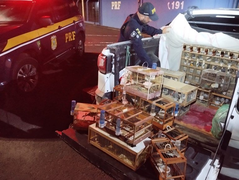 PRF Torres Policial Rodoviário Federal inspeciona automóvel com mais de 20 gaiolas onde estavam 130 pássaros silvestres