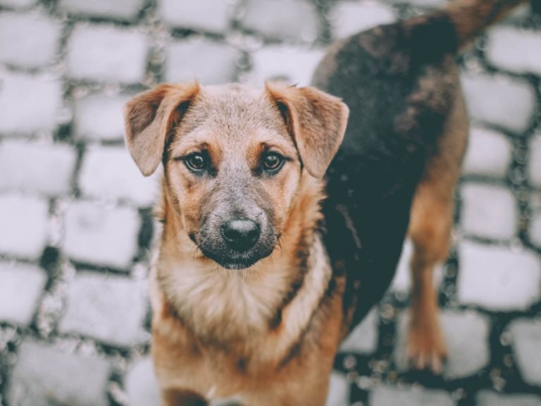 Mutirão da campanha Castração é a Solução realiza 267 procedimentos no final de semana