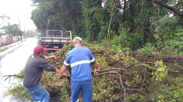 Chuvas intensas em Tubarão: Queda de árvores e alerta da Defesa Civil