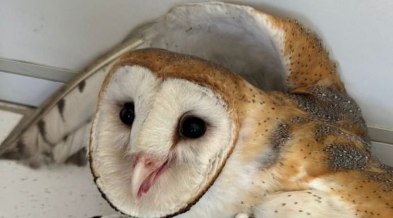 Coruja-da-igreja é resgatada na área industrial de Imbituba