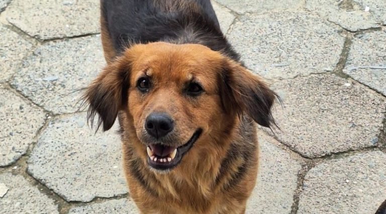 Sepagri destaca preocupação com abandono e maus-tratos de animais em Laguna