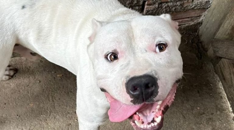 Laguna regulamenta lei para cães da raça Pit Bull: medidas e sanções