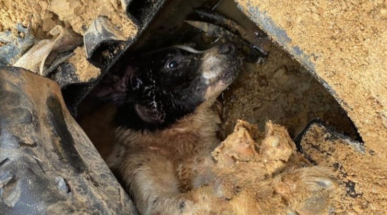 Resgate de cão preso em tubulação na Praia do Gi