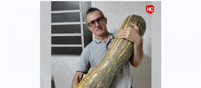 Família de Tubarão colhe abóbora gigante de 18,5 kg em horta caseira