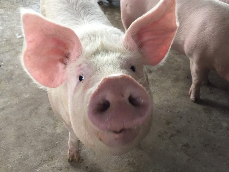 Santa Catarina comemora 9 anos como zona livre da peste suína clássica