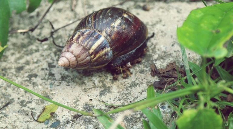 Imbituba alerta para presença do caramujo africano e risco à saúde
