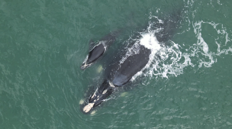 Primeiro filhote da temporada é registrado em Ibiraquera