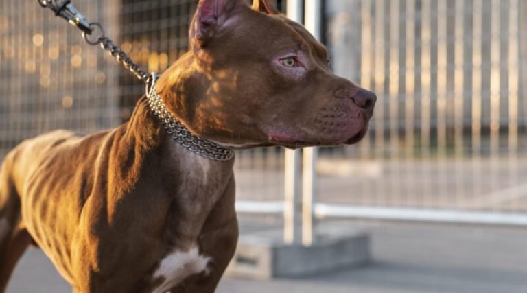 Imbituba regulamenta lei estadual sobre cães da raça pit bull