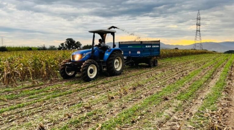 Secretaria de Desenvolvimento de Imbituba auxilia agricultores na produção de silagem