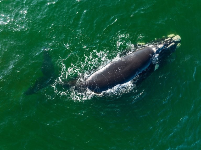 Centro de Conservação da Baleia Franca celebra chegada dos mamíferos ao Litoral de SC