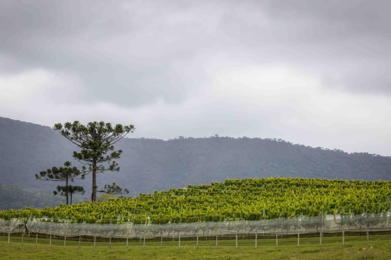 Prazo para emissão do CCIR 2024 termina na semana que vem