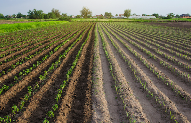 Arrecadação em Santa Catarina cresce 11,8% em julho, aponta Sindifisco/SC