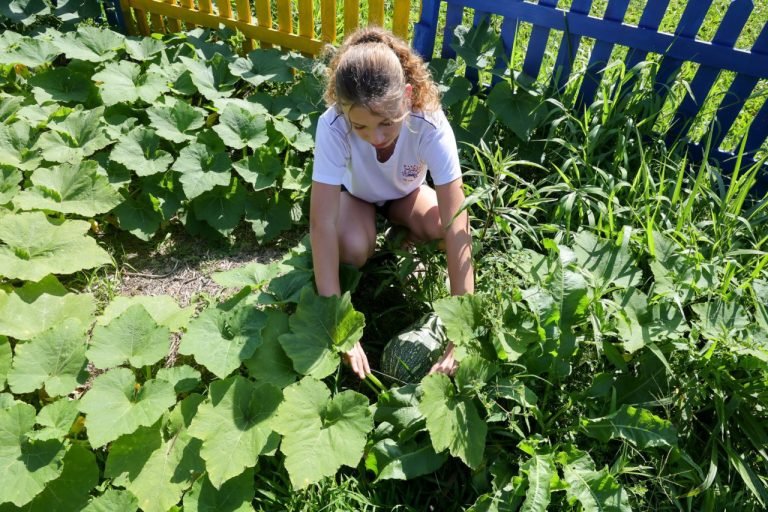 Governo de SC distribui 45 mil pacotes de sementes para hortas pedagógicas