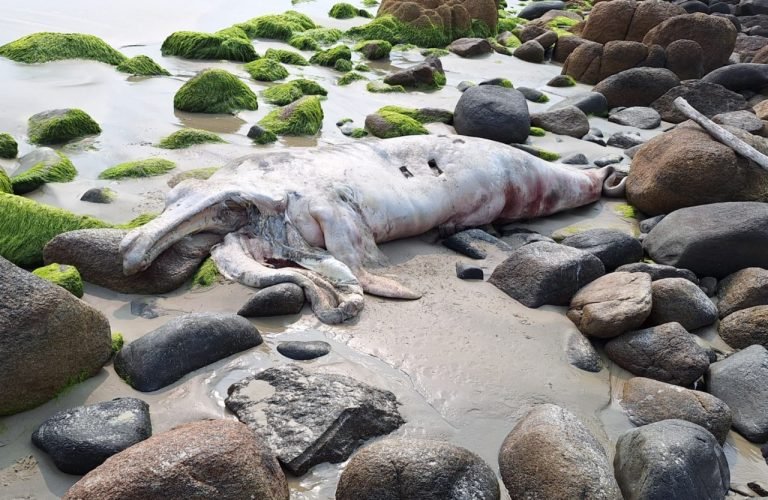 Filhote de baleia franca é encontrado morto na Praia do Rosa, em Imbituba