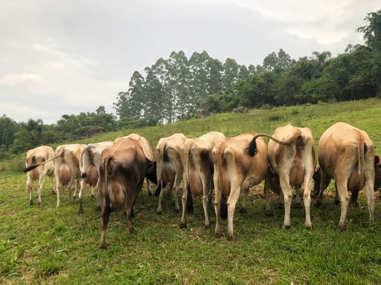 Termina segunda-feira, dia 30, prazo para declaração e pagamento do ITR 2024