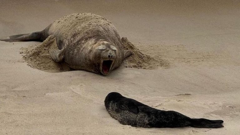 Elefante-marinho encontrado morto pode ser filhote nascido em Garopaba