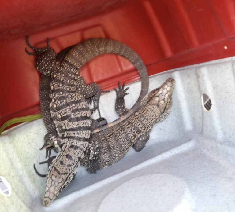 Lagartos encontrados em creche geram susto