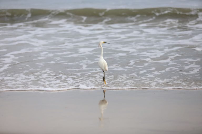 Relatório do IMA aponta falhas na coleta de balneabilidade em SC