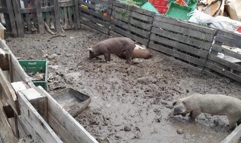 Irregularidades ambientais são descobertas em propriedade de Laguna