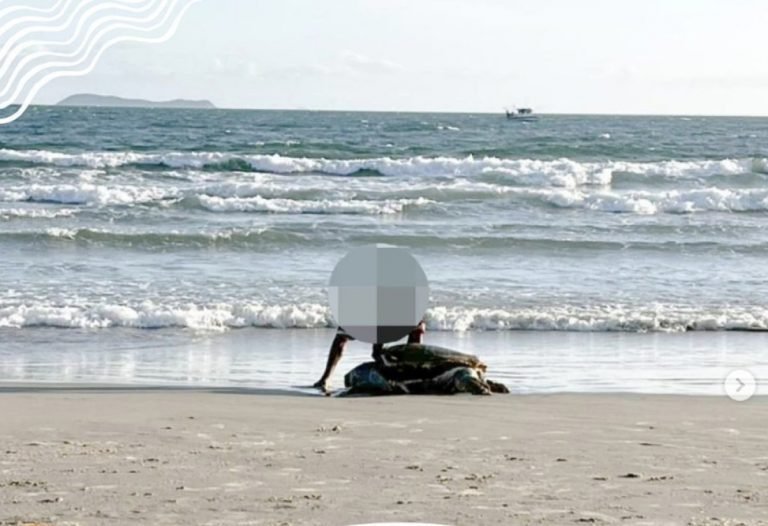 Tartarugas são mutiladas em Garopaba e homem é flagrado com faca