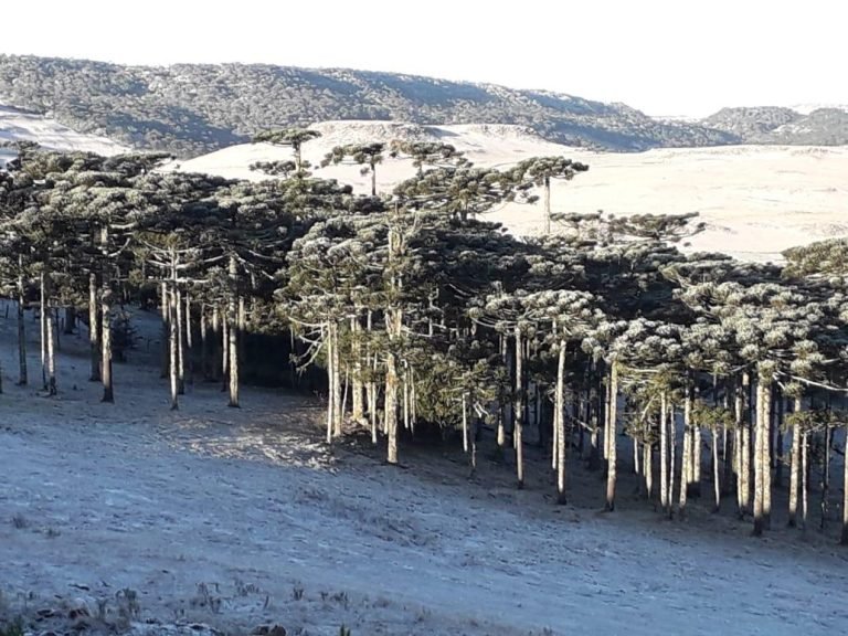 Serra de SC amanhece com gelo em pleno verão