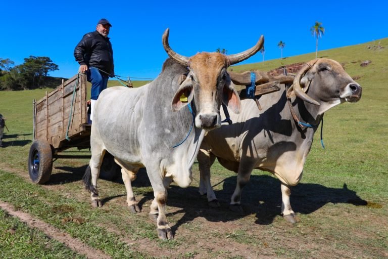 São João do Sul inaugura monumento ao carro de boi no aniversário de 63 anos