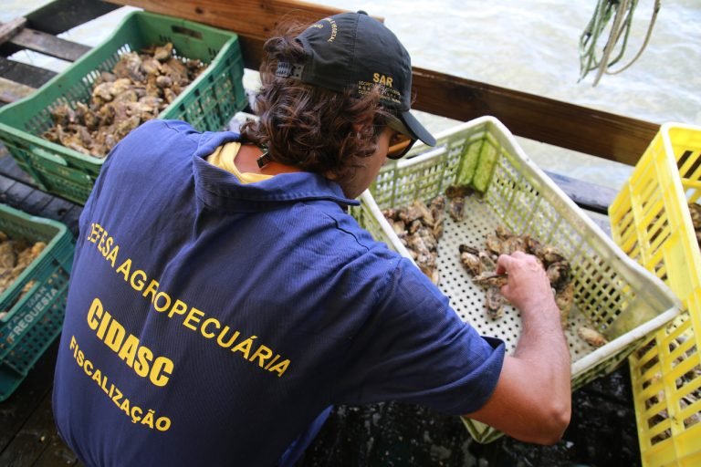 Maré vermelha em SC: alerta para consumo de moluscos bivalves