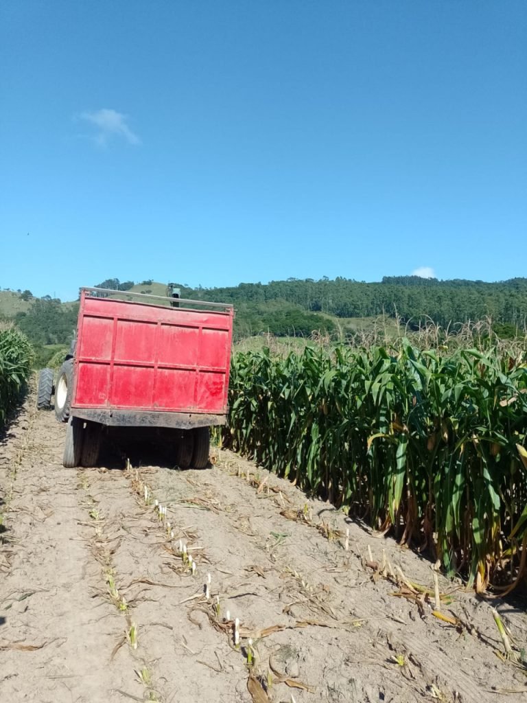 Apoio ao produtor: Pescaria Brava fortalece agricultura com silagem de milho