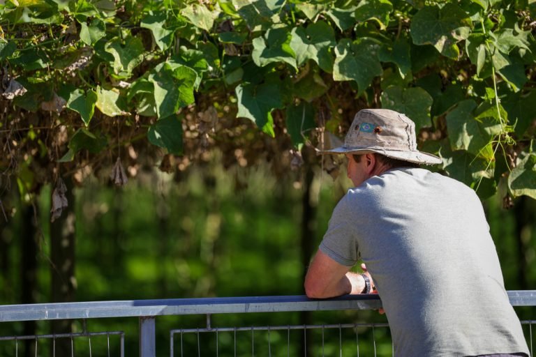 Nota Fiscal Eletrônica será obrigatória para produtores catarinenses