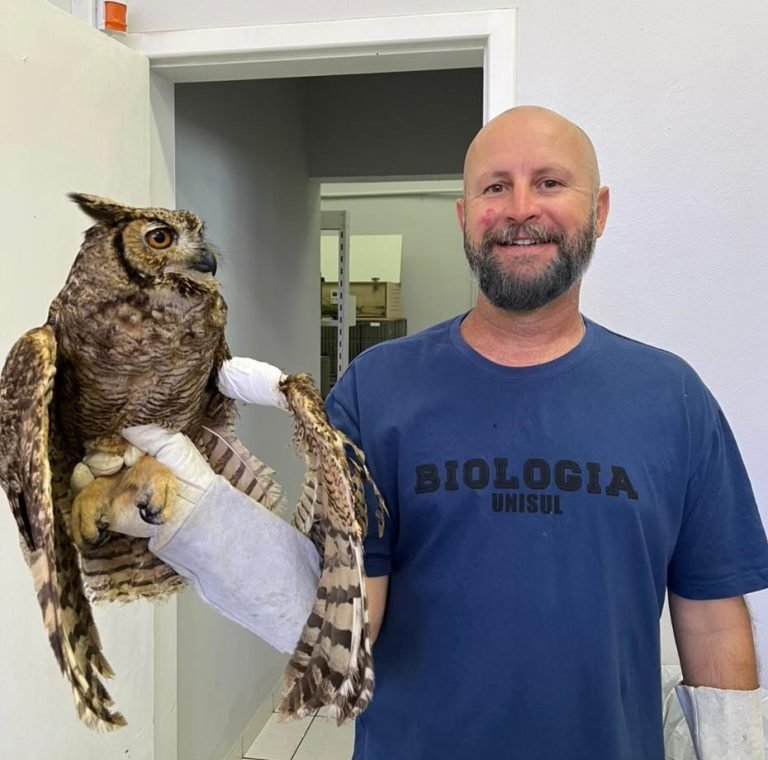 Coruja resgatada por especialistas da UniSul é tratada e devolvida à natureza