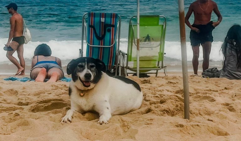 Prefeitura de Florianópolis propõe liberar cães em praias em horários específicos