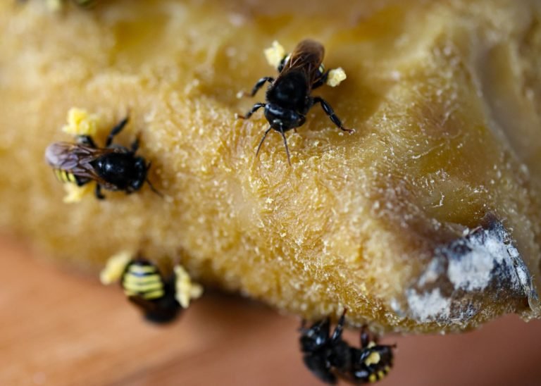 Santa Catarina se destaca na produção nacional de mel