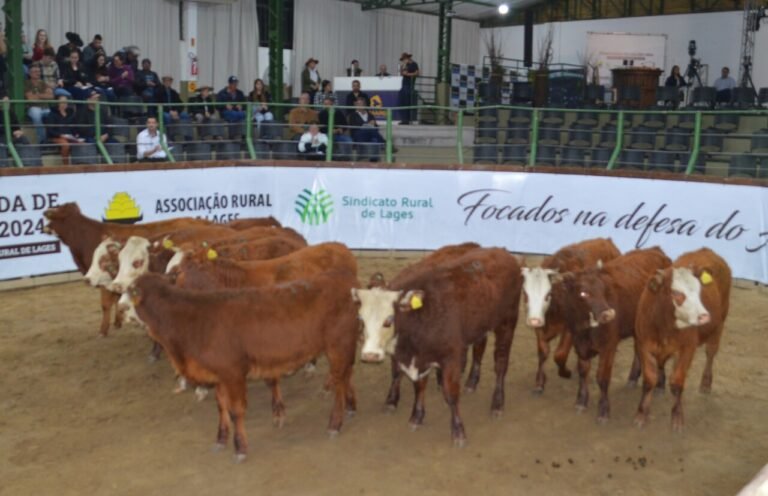 Leilões rurais movimentam mais de dois mil animais em Lages em maio