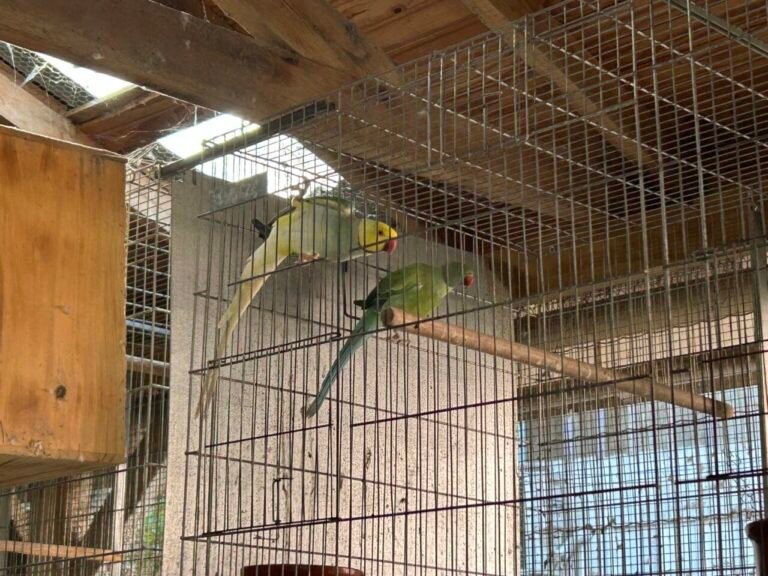 Criação irregular de aves silvestres leva à apreensão de cerca de 100 pássaros em Imbituba