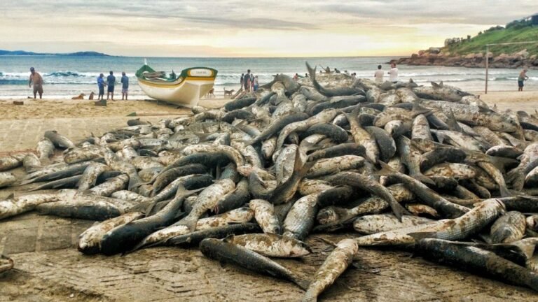 Assembleia Legislativa reconhece 1º de Maio como abertura oficial da safra da tainha