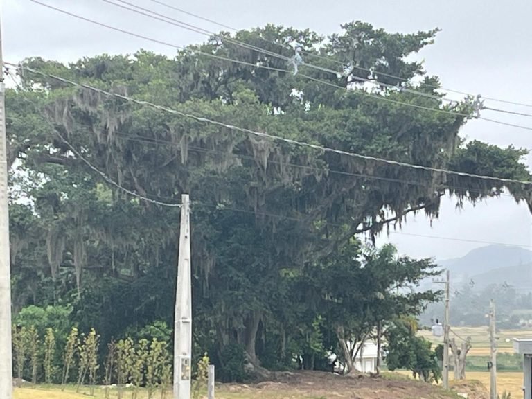 Semana começa com temperaturas altas e com pancadas de chuva