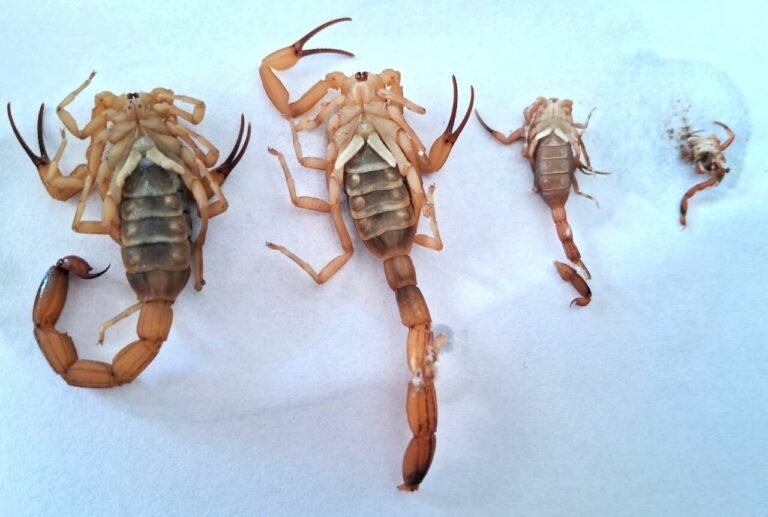 Gravatal realiza reunião aberta para tratar da presença de escorpiões