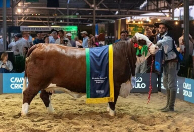 Fazenda de Lages conquista todos os títulos do dia no Mundial Braford